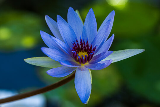 Blue Egyptian Water Lily" Images  Browse 20,359 Stock Photos, Vectors, and  Video | Adobe Stock