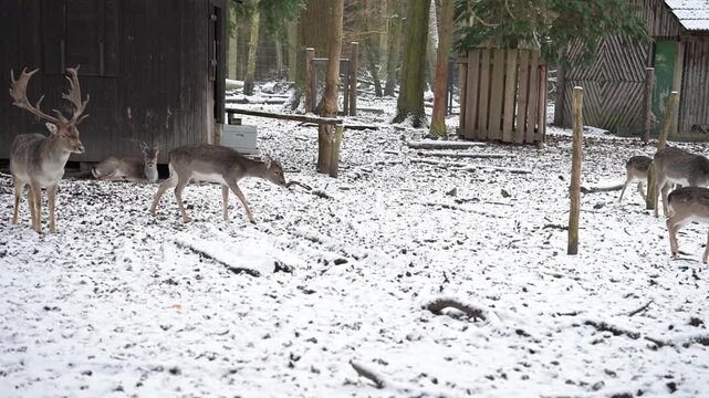 Smooth 11s real-time pan: A large deer herd in a snowy forest park. Adult buck with antlers observes. Promotes wildlife conservation and ecology.