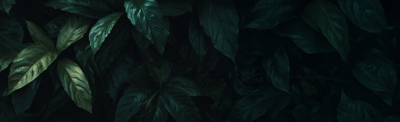 Obraz premium A close-up view of lush green leaves set against a dark backdrop, creating a vivid contrast that highlights their intricate textures and shapes.