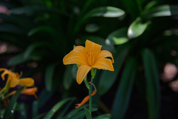 Flores Pantas y Naturaleza