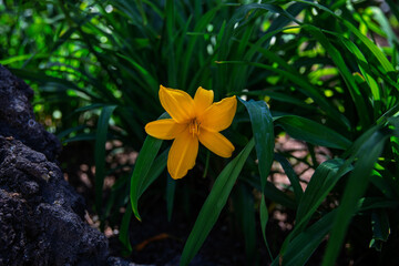 Flores Pantas y Naturaleza