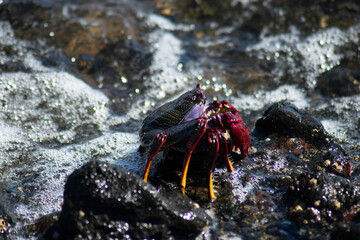 Cangrejo Rojo