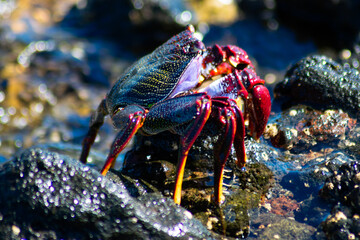 Cangrejo Rojo