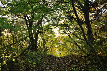 八方台の森林に広がる木立の風景（新潟県長岡市）