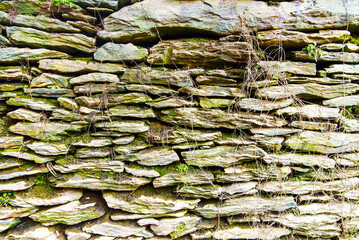 ancient wall covered with moss