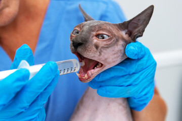 Hairless cat opens mouth for syringe feeding by veterinary professional during checkup
