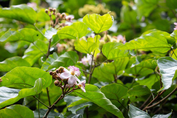 Urucuzeiro &eacute; uma &aacute;rvore cujo fruto &eacute; o urucum, de onde se extrai o colorau. Flor. Condimento.