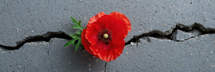 a concept of a shattered concrete wall representing conflict, with a vivid red poppy blossoming from the center in sharp focus
