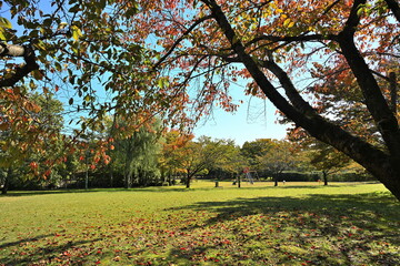 新潟市の濁川公園で見られる紅葉の景色（新潟県新潟市）