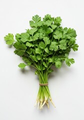 Freshly picked green cilantro tied in a bunch, presented on a simple, bright white backdrop for culinary focus and isolation ,color, food, simple