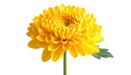 Bright, golden chrysanthemum blossom on a green stem