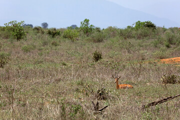 Fototapeta premium Impala in the Tsavo National Park in Kenya