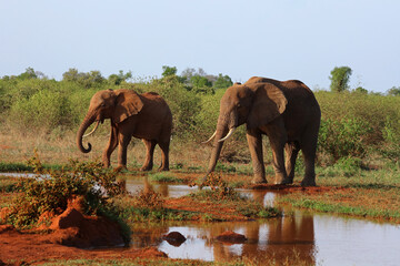 Group of elephants at a watering hole in Tsavo National Park, Kenya