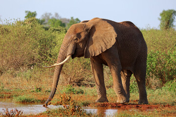 Obraz premium Elephant drinking at a watering hole in Tsavo National Park, Kenya