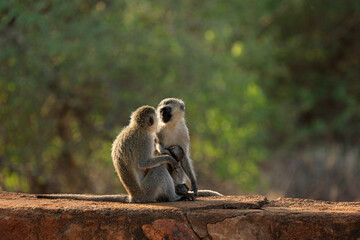 Obraz premium Vervet monkey family in Tsavo National Park in Kenya