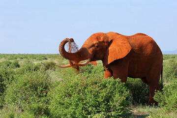 African bush elephant covering itself with red clay in the Tsavo National Park in Kenya