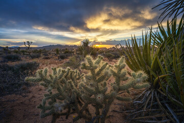 beautiful sunset in joshua tree national park in california, usa