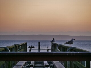 Kaputte Holz-Seebr&uuml;cke in Sassnitz mit M&ouml;we und Kormoran