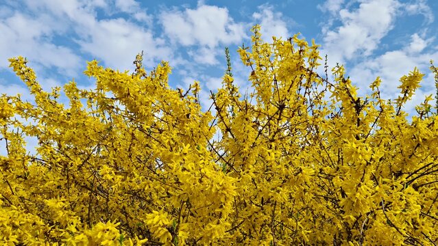 Forsythia blooms beautifully with bright yellow flowers on warm spring days