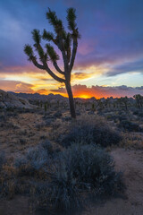 beautiful sunset in joshua tree national park in california, usa