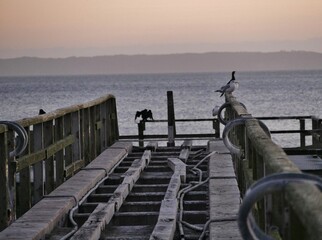 Kaputte Holz-Seebr&uuml;cke in Sassnitz mit M&ouml;we und Kormoran