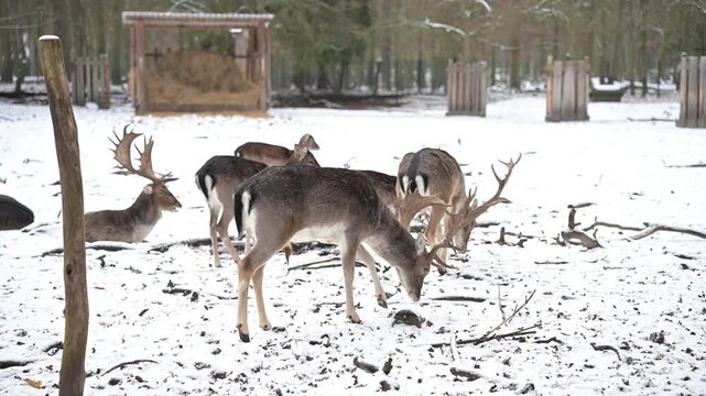 Cinematic 7s smooth pan reveals a large deer herd with an impressive buck in a serene, snow-dusted forest park. Captures natural grace.