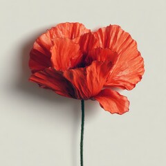 Close-up of a vibrant coral poppy, petals exhibiting a textured, ruffled appearance, against a plain light gray background