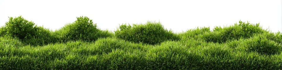 Fototapeta premium Grassy hummocks against a white background