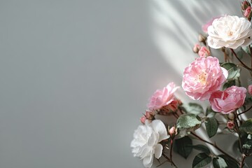 Close-up of delicate pink & white roses with green foliage on a soft gray backdrop