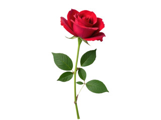 Obraz premium A single red rose with green leaves on a white background, perfect for romantic or floral-themed designs