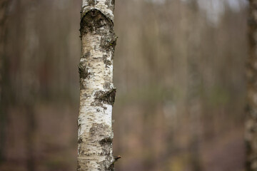 Close-up of a birch tree trunk with characteristic white bark in a forest. Natural woodland detail with shallow depth of field and soft blurred background
