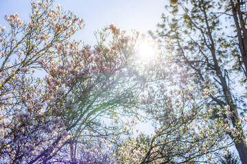 Rays of bright sunlight shine through tall tree branches on a clear day