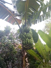 The banana tree is starting to bear fruit