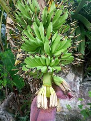 The banana tree is starting to bear fruit