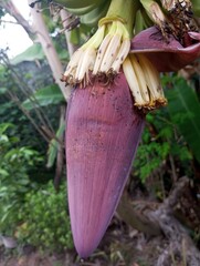 The banana tree is starting to bear fruit