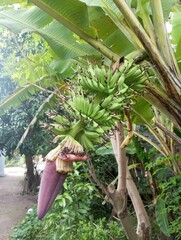 The banana tree is starting to bear fruit