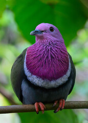 Ptilope porphyre ou Ptilinopus porphyreus