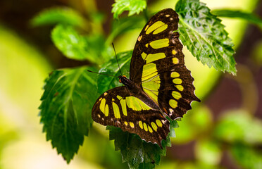 Malachite (papillon) ou Siproeta steneles © William Vallée