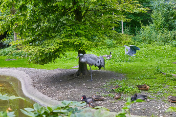 Fototapeta premium Beautiful cranes, herons, and ducks rest at the zoo.