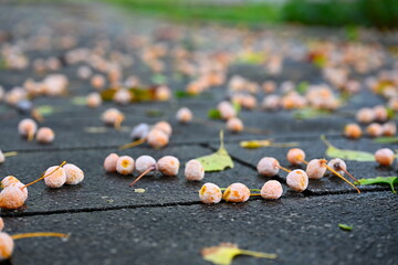 路面に散らばるギンナンの実（新潟県新潟市）