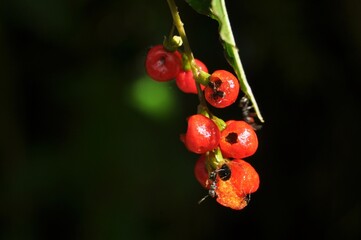 Bright Red Wild Berries Hanging on a Forest Plant Stem