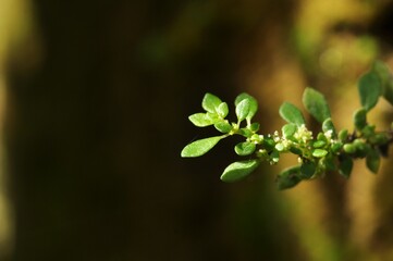 Fresh Green Leaves Growing Naturally in Soft Sunlight