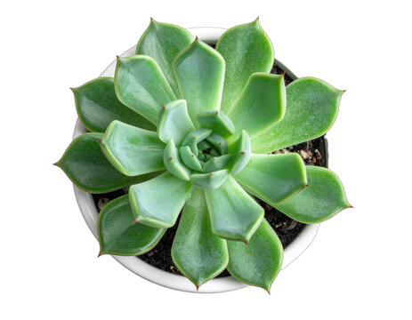 Top-down view of a symmetrical, green succulent plant in a white pot against a black backdrop