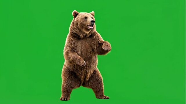 Brown bear dancing and roaring on green screen background
