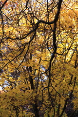 Obraz premium Fall foliage