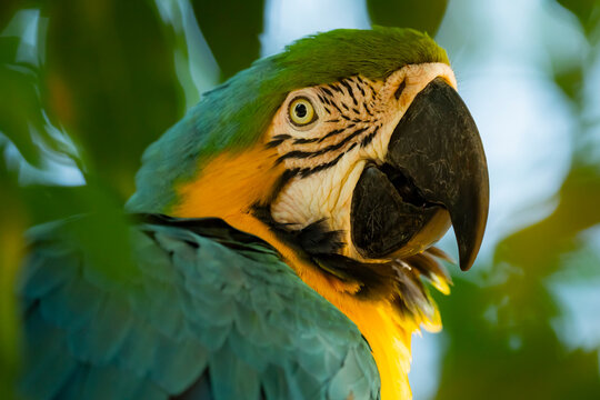 Close-up of a colorful macaw among green leaves