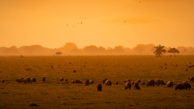 Capybaras grazing at sunset in Casanare, Colombia