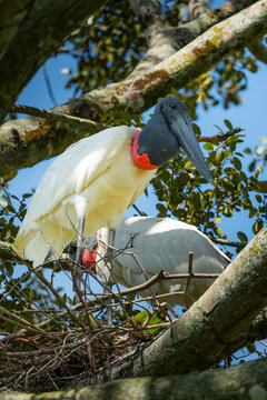 Jabiru stork in its natural habitat of Casanare