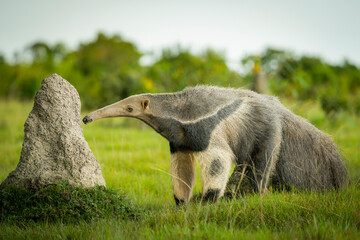 Giant anteater exploring a termite mound in Colombia