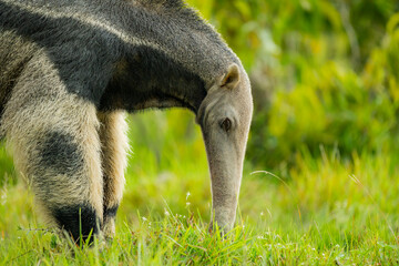 Giant Anteater Colombian Wildlife Habitat